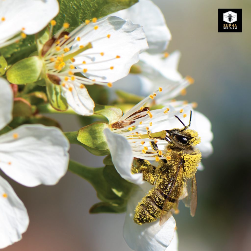 เกสรผึ้ง